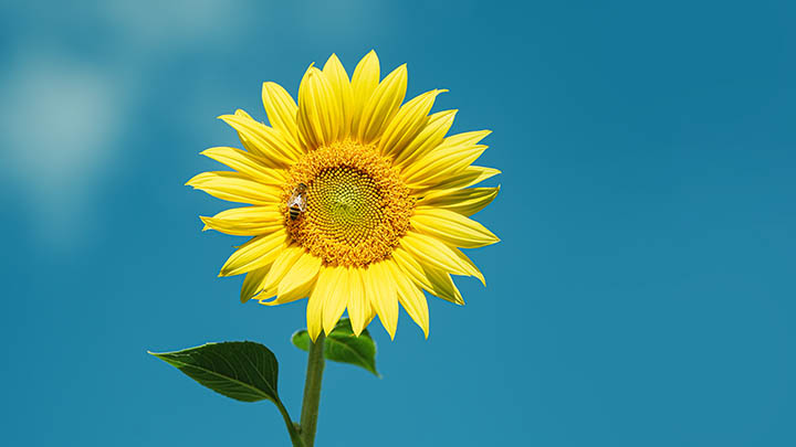 Mac下载WPS难？官方正版快捷获取指南 二