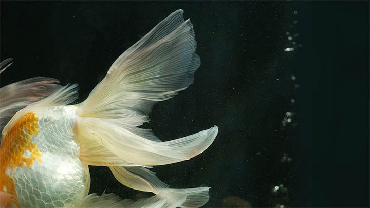 iPad如何快速下载WPS Office？ 二