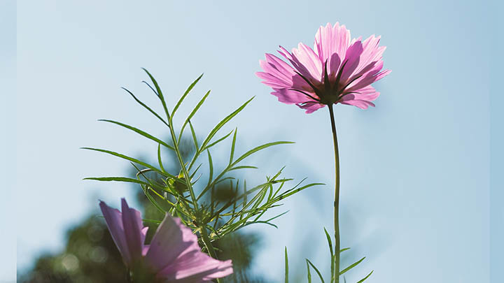 怎么下载WPS软件？官方正版下载安装全攻略 二