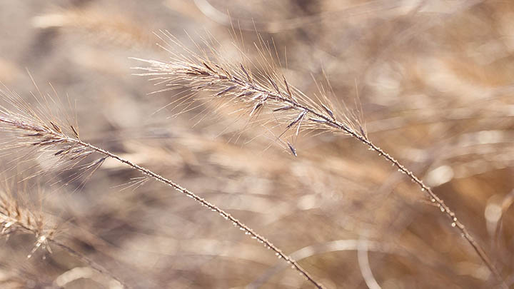 WPS壁纸怎么下载？简单操作助你获取高质量桌面主题 二