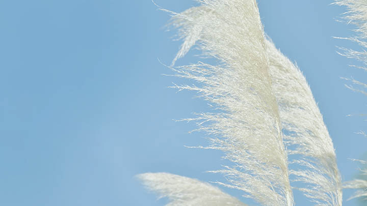 WPS如何快速实现单元格内容下载？ 二