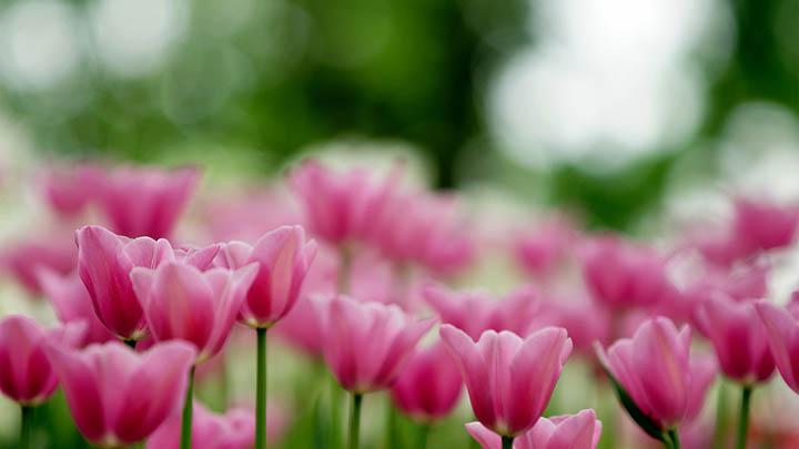 WPS下载指南：如何快速获取官方正版软件 二