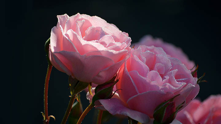 WPS如何下载?3分钟搞定官网安装教程 WPS如何下载?3分钟搞定官网安装教程 二