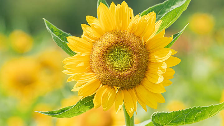 WPS AI下载指南：快速掌握3步获取方法 二