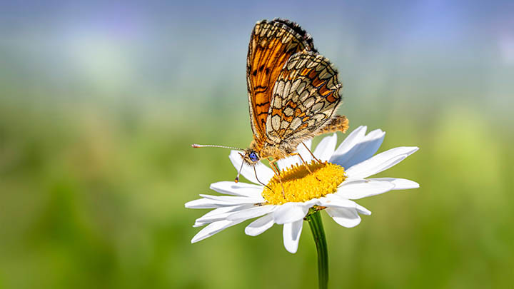 WPS下载指南：如何轻松完成更新步骤 二