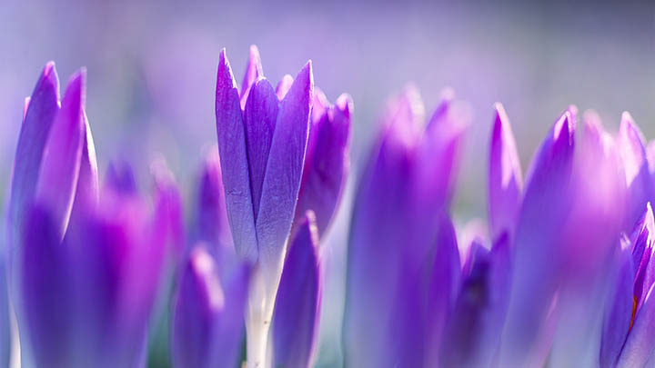 WPS如何下载韩文字体？教你轻松解决！ 二