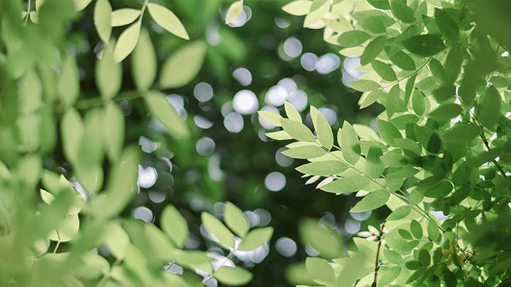 WPS如何下载更高效？三大技巧让您快速获取所需文件 二