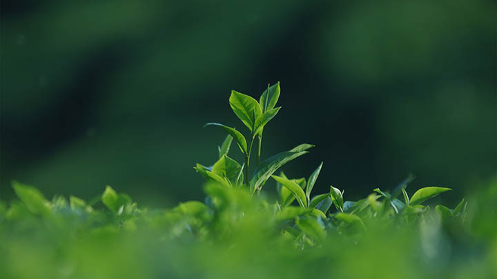 WPS Office怎么下载？PC端与移动端全平台官方安装教程 二