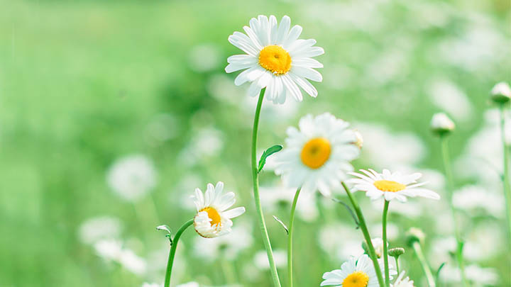 如何快速解决WPS下载难题? 如何快速解决WPS下载难题? 二