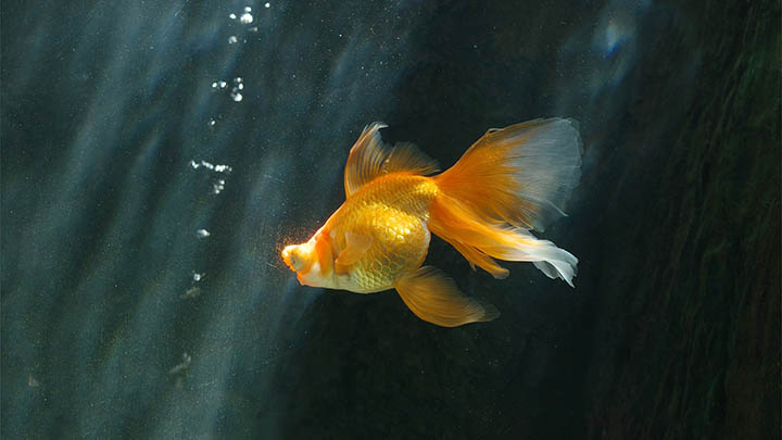 WPS下载教程:如何轻松获取公式功能 WPS下载教程:如何轻松获取公式功能 二