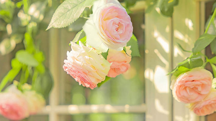 WPS PDF如何下载？详细教程来了！ 二