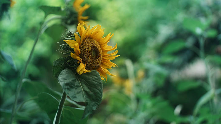 WPS文件下载难？3种便捷技巧轻松获取 二