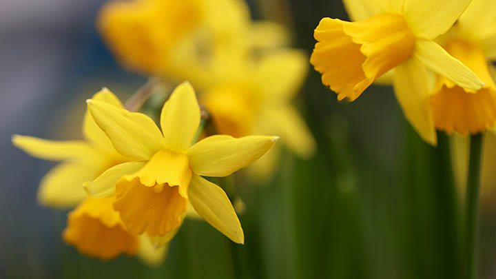 WPS下载难?专业APP获取渠道3秒速达 WPS下载难?专业APP获取渠道3秒速达 二