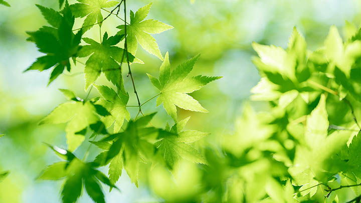 如何在WPS中轻松下载资源? 如何在WPS中轻松下载资源? 二