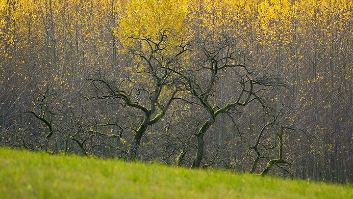 iOS版WPS怎么下载？手把手教你快速搞定 二