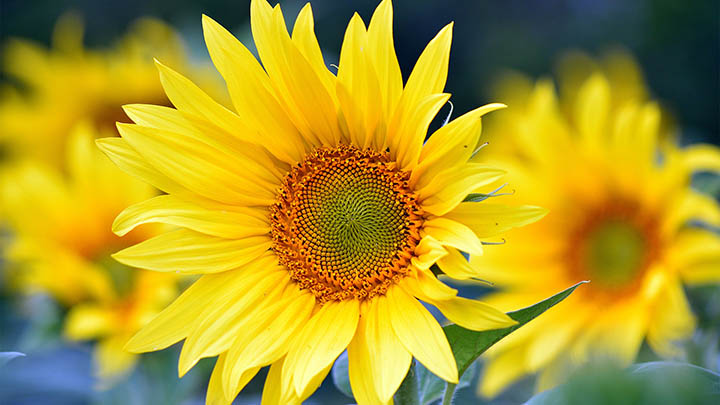 WPS软件怎么下载并正确安装？ 二