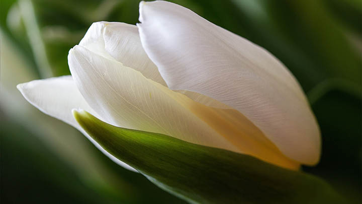 Windows系统怎么下载WPS？详细安装教程全解答 二